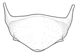   Anthidium quetzalcoatli  male, diagram showing ventral view of sixth sternum (S6), diagram from Gonzalez and Griswold 2013 

